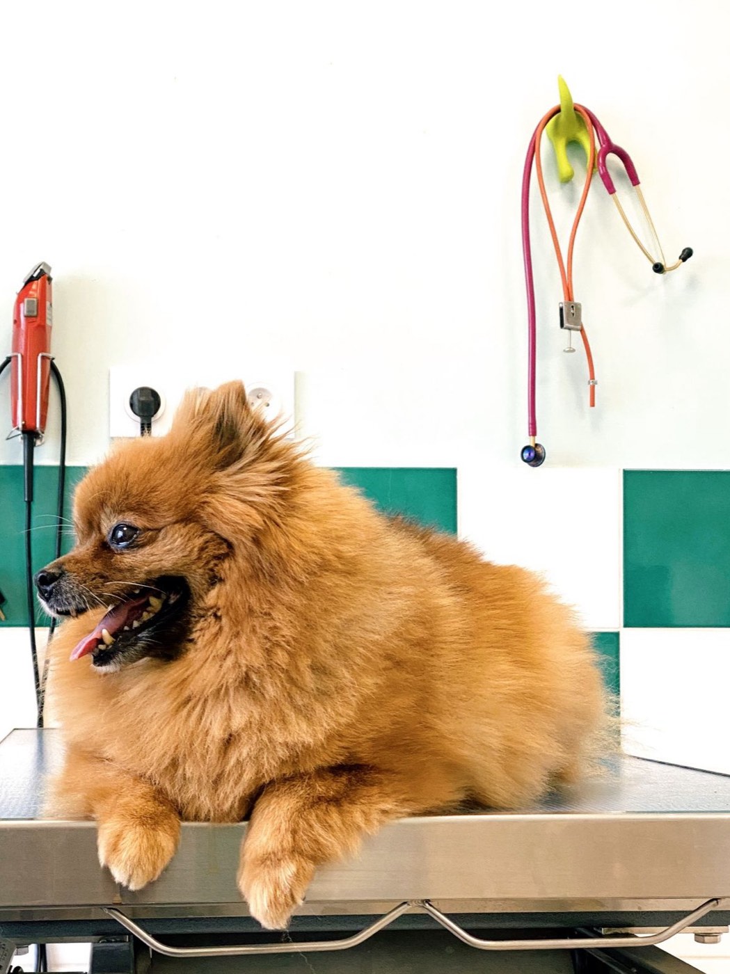 A fluffy orange dog lying on a steel grooming table with its tongue out, in front of green and white tiles.