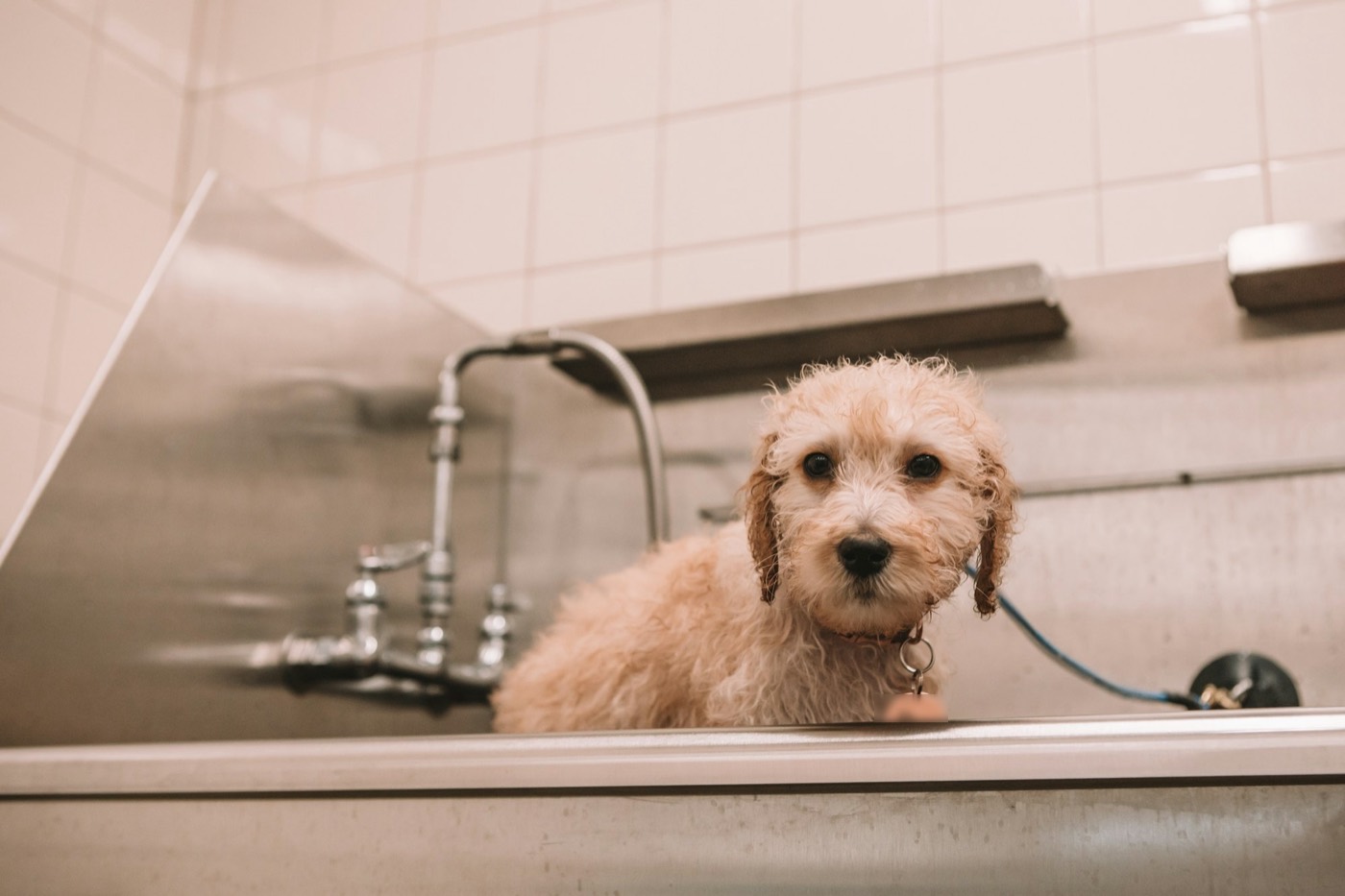 A curly, damp puppy sitting in a steel grooming tub.