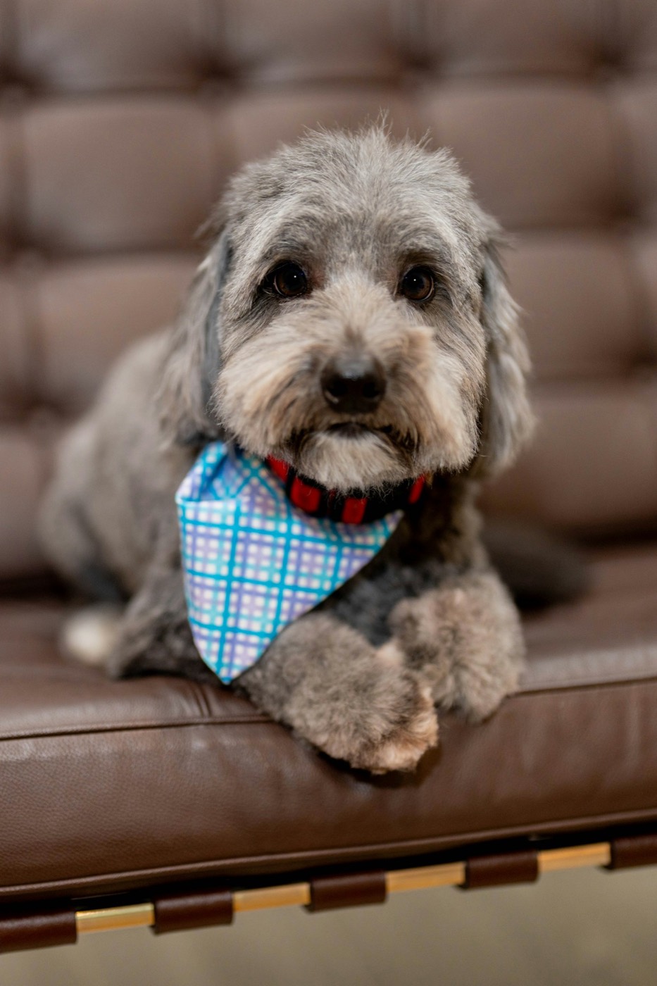 A freshly groomed gray dog in a blue plaid bandana, resting on a leather bench.