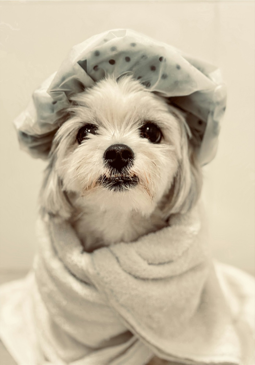 A small white dog wrapped in a towel, wearing a polka-dot shower cap.