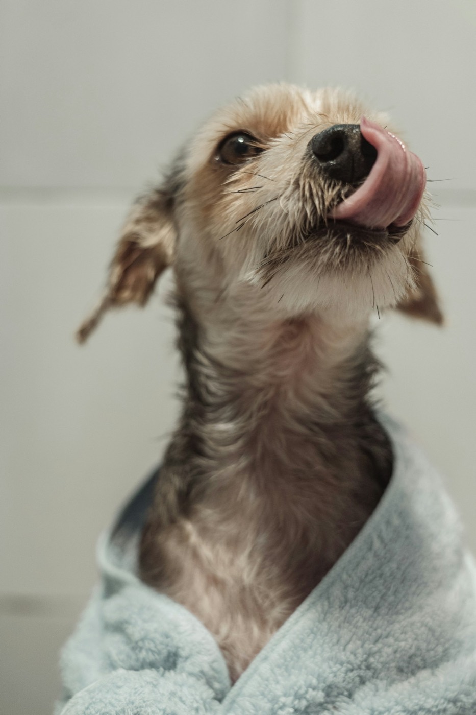 A wet puppy wrapped in a pale blue towel, licking its nose.