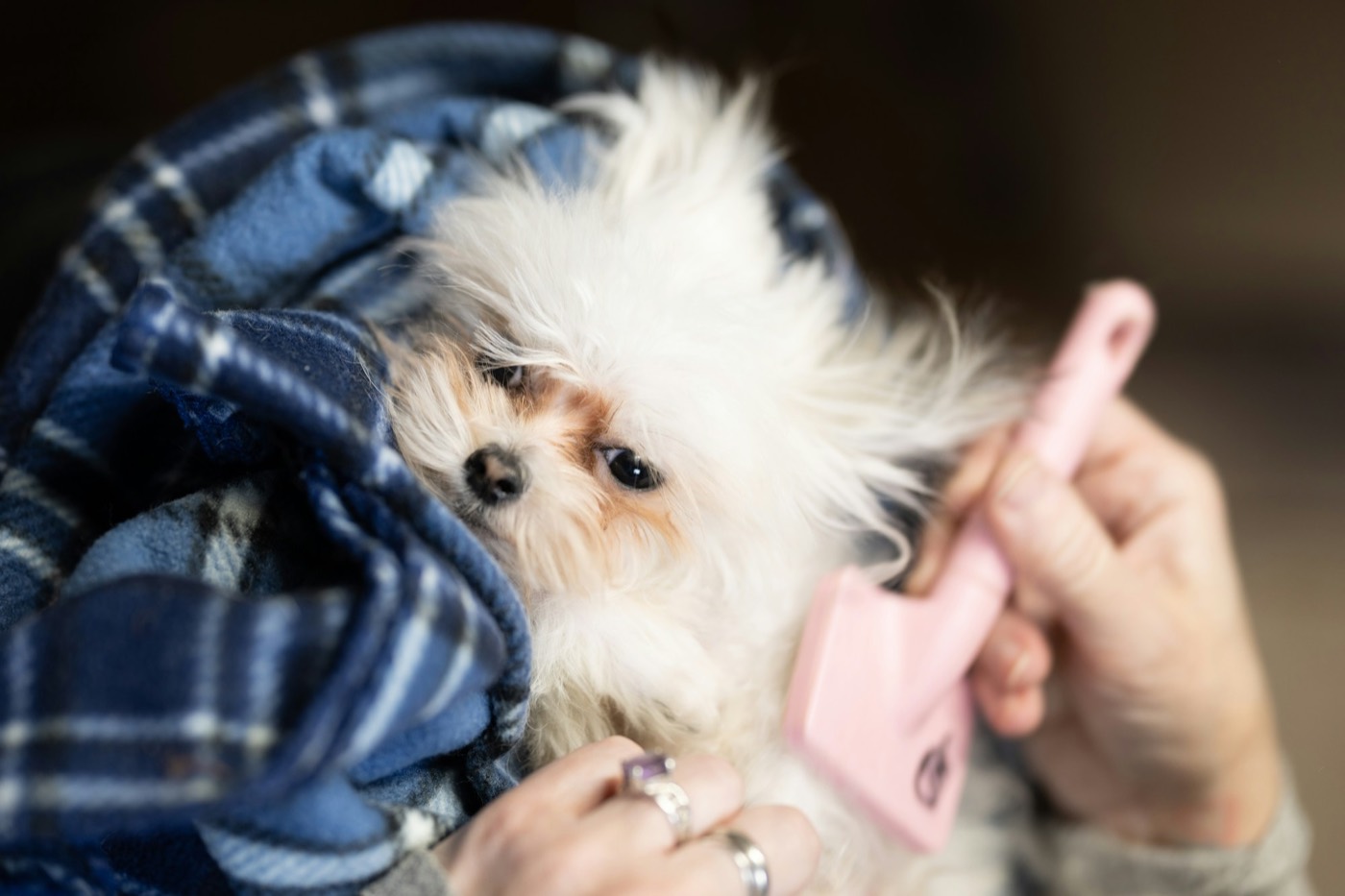 Hands brushing a fluffy white puppy with a pink brush while it rests in a plaid blanket.