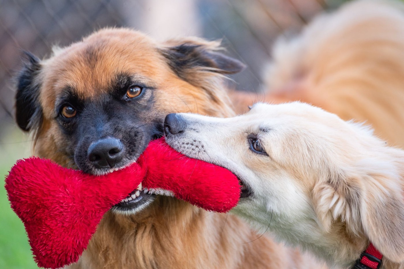 Two dogs play tug of war with a red toy