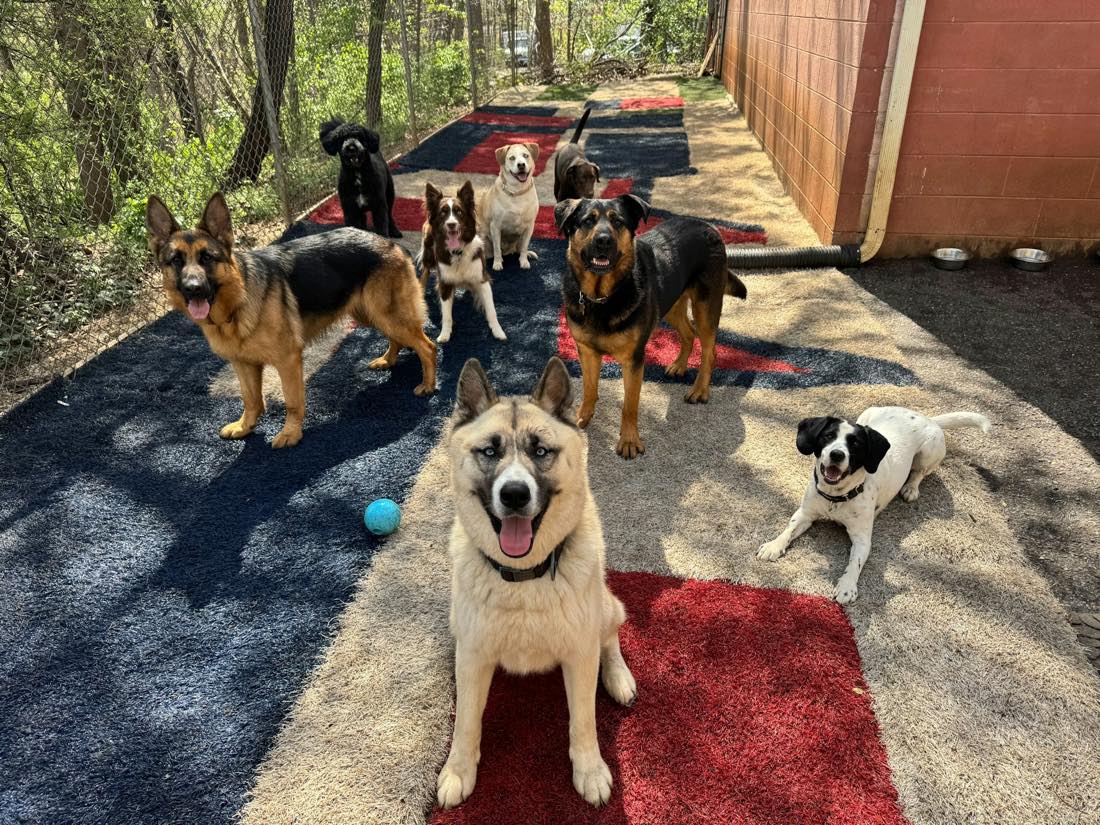 A tan dog looks up at the camera while a pack of dogs waits behind it on a turf play yard
