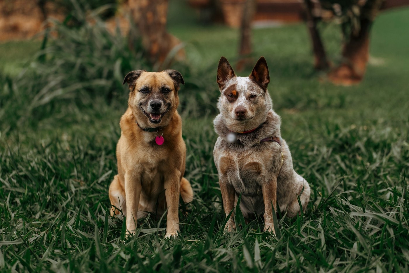 Two dogs sit side by side in the grass, looking at the camera
