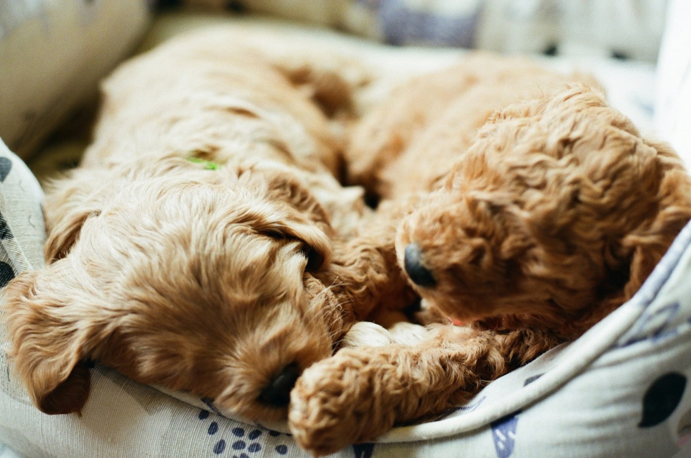 Two curly puppies asleep together on a dog bed