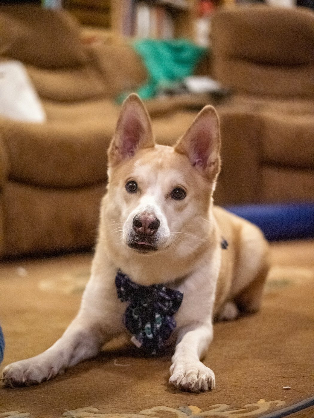 A tan dog in a navy bow tie lies on a rug
