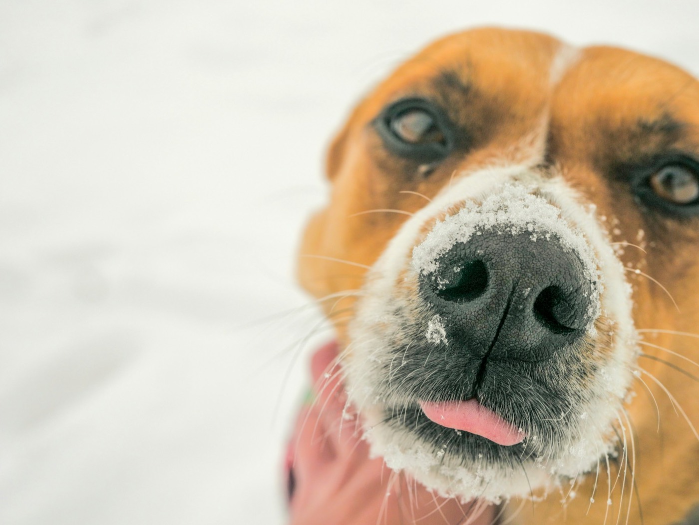 A dog's nose up close, dusted with snow, with the tip of its tongue out