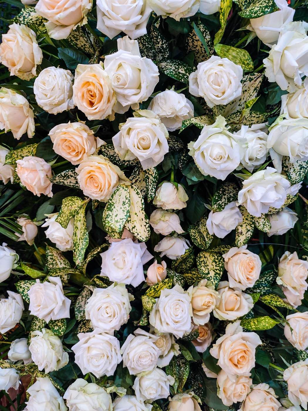 White and peach roses packed close together with green leaves