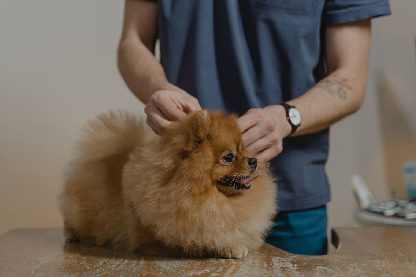 A vet tech in blue scrubs checking a small fluffy dog on an exam table.
