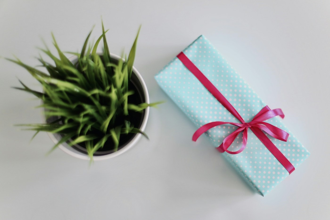 A gift wrapped in blue polka-dot paper with a pink bow, next to a potted plant
