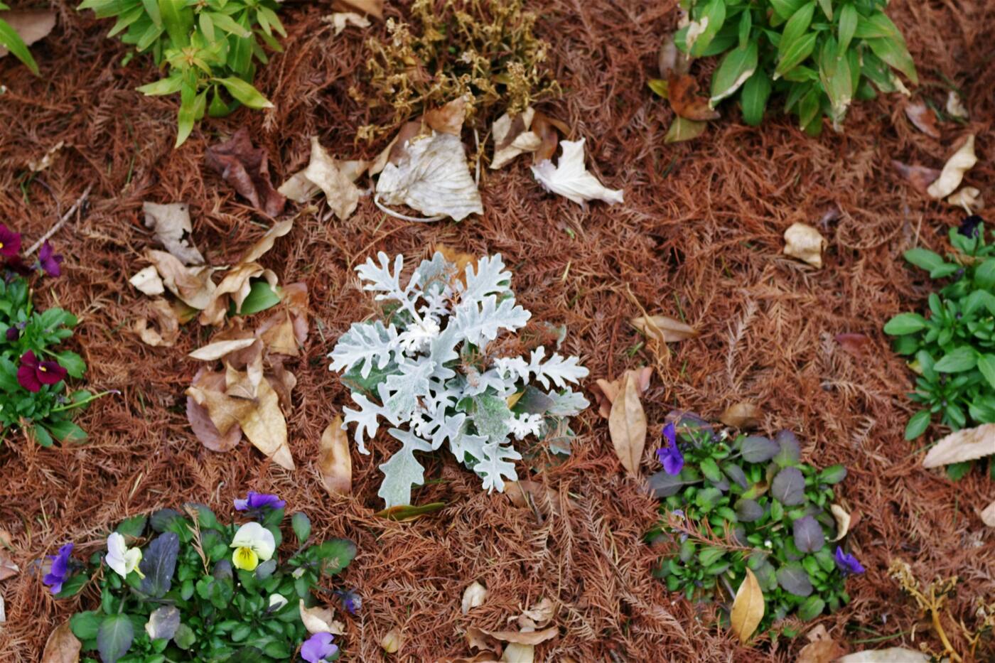 Young plants in a garden bed covered with pine straw mulch.
