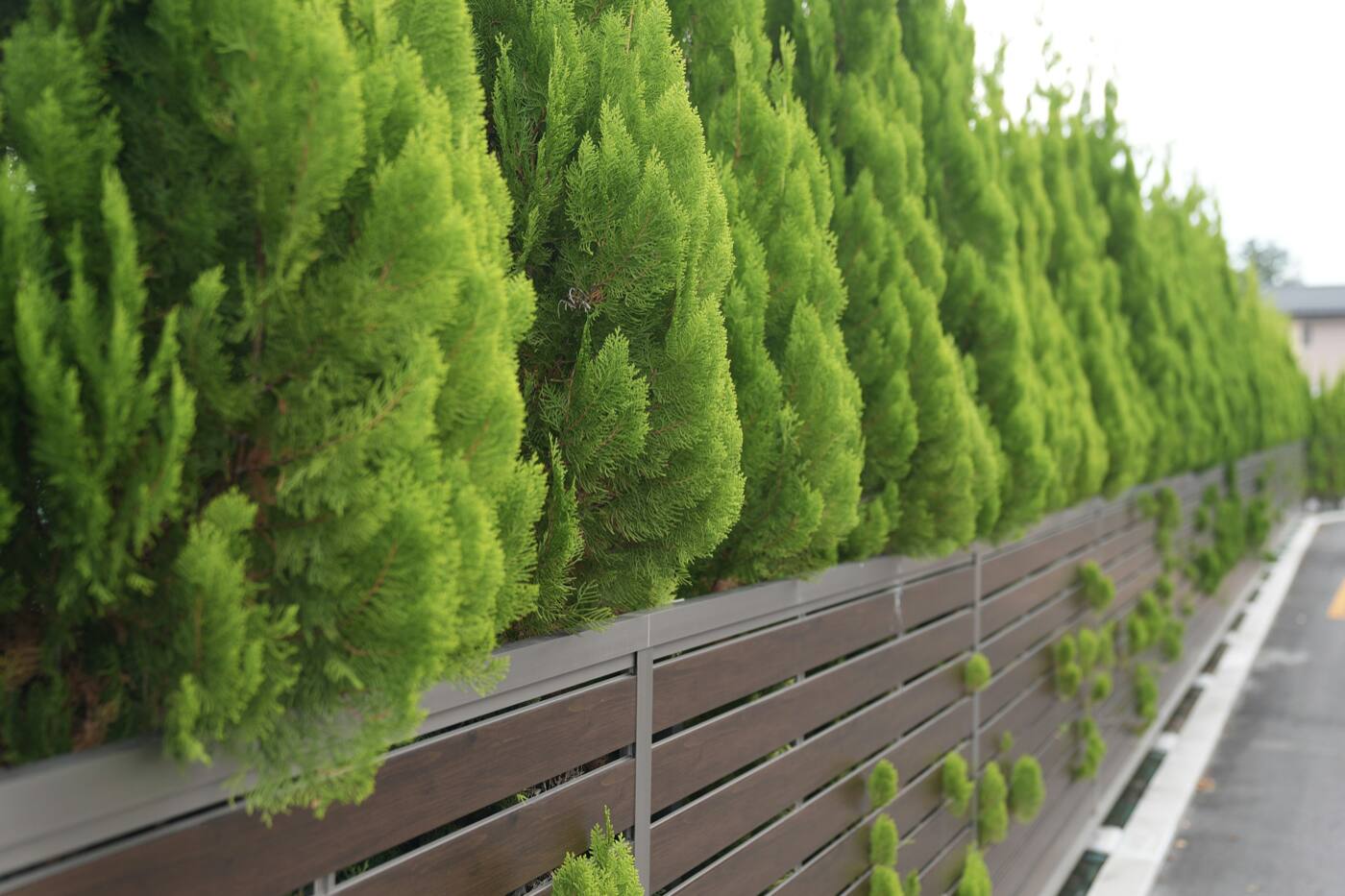 A horizontal wood board fence behind a row of trimmed evergreens